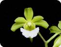 Vanda tessellata alba x vietnamica